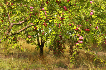 Fototapeta na wymiar apple garden