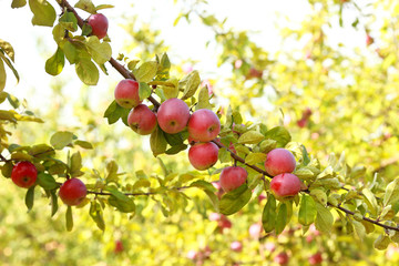 Ripe apples on the tree
