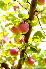 Ripe apples on the tree