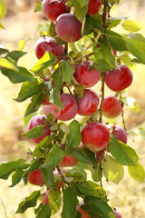 Ripe apples on the tree