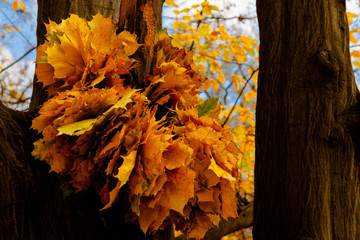 autumn park landscape design