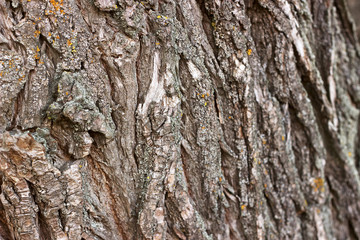 Pattern with cracked wood bark covered with moss. Autumn.