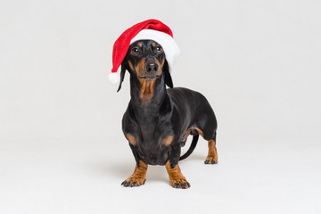 Dachshund breed dog, black and tan, wearing in red Christmas hat isolated on a gray background
