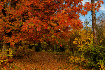 autumn park landscape design