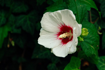 beautiful pink flower on a background of fresh greens.