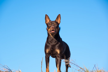 Australian Kelpie dog in the fall in a field with dry grass