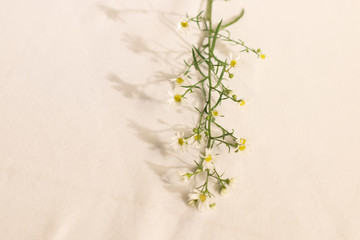 chamomile or daisy hipster and vintage flower on white background . nice light and shadow .