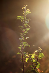Sun rays coming through foliage at sunset time