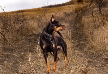 Australian Kelpie dog in the fall in a field with dry grass