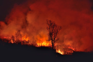 Forest fire 6