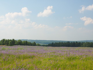 Fototapeta na wymiar Russian field. Russian summer nature. Russia, Ural, Perm region