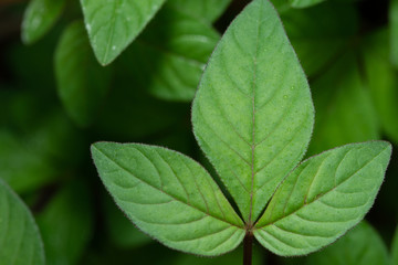 Fototapeta premium Green leaf pattern background