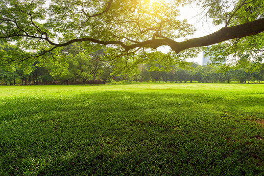 Beautiful landscape in park with green grass field  at morning light
