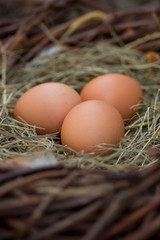 Three eggs in a nest