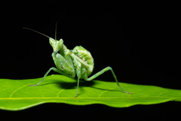 Green Mantis Macro