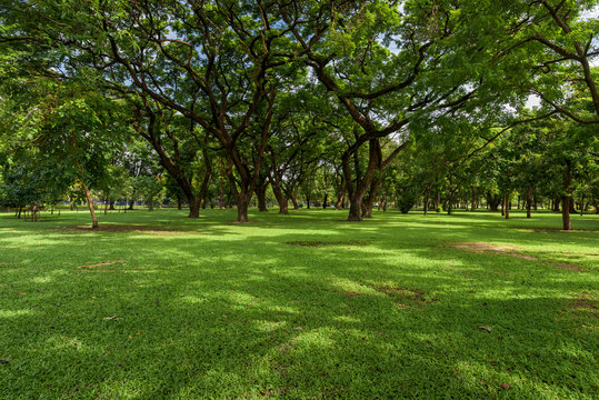 Beautiful landscape in park with green grass field  at morning light