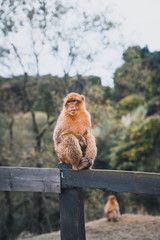 monos Salvajes Cabarceno