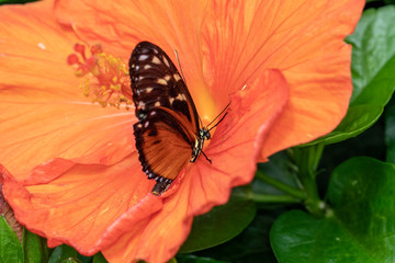 Obraz premium Papillon Heliconius hecale sur une fleur