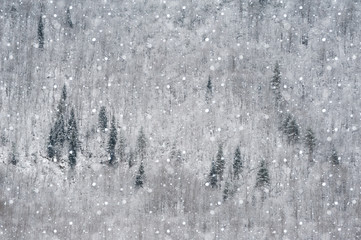 Winter forest background in the frosty snowy day.