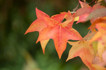 closeup of autumnal maple leaves in a public garden