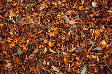 Autumn leaves texture 01