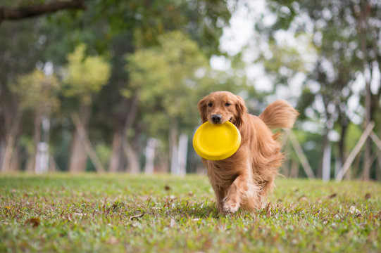 Golden Retriever Playing Frisbee In The Meadow