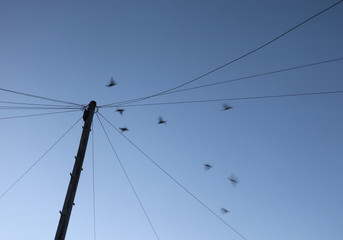 birds taking flight from telegraph pole with wires cables