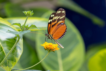Papillon Heliconius hecale sur une fleur