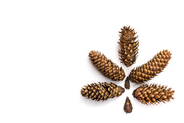 brown fir cone on a white background on New Year's Eve