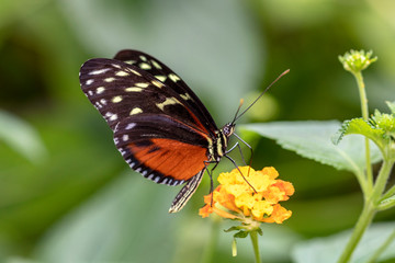 Fototapeta na wymiar Papillon Heliconius hecale sur une fleur
