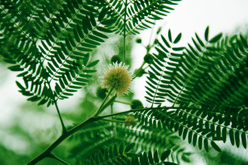 Green leaves plant background
