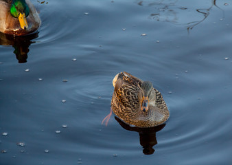 duck in the lake