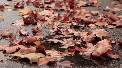 Fallen autumn maple red and orange leaves in puddle  on sidewalk. Selective focus. Late fall rainy mood