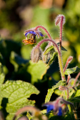 Bee Pollinating Borage Flower