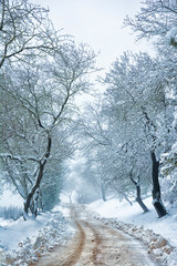 Sentiero in paesaggio invernale innevato sui Colli Euganei in Italia