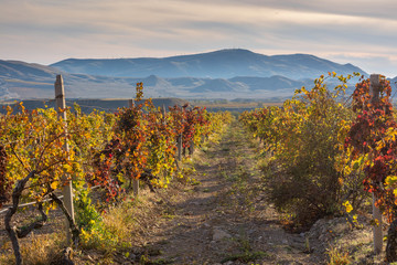 Fototapeta premium Autumn Vineyard
