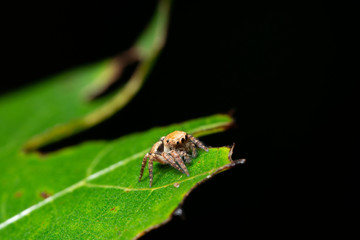 Macro spider in nature