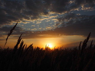 Sunset. Grass. Beautiful clouds. Summer. Russia, Ural, Perm region