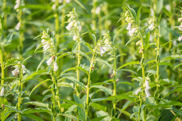 Sesame field and beautiful flowers in Xigang, Tainan, Taiwan, close up, macro