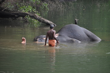 Elefant wird gebadet von seinem Mahout