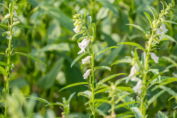 Sesame field and beautiful flowers in Xigang, Tainan, Taiwan, close up, macro
