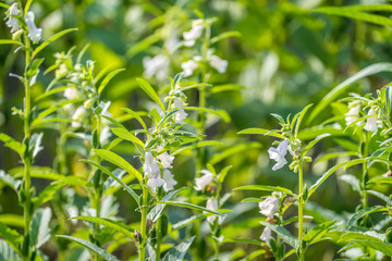 Sesame field and beautiful flowers in Xigang, Tainan, Taiwan, close up, macro