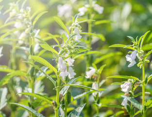 Sesame field and beautiful flowers in Xigang, Tainan, Taiwan, close up, macro