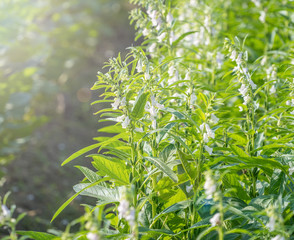 Sesame field and beautiful flowers in Xigang, Tainan, Taiwan, close up, macro