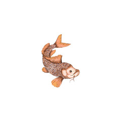 Obraz premium Watercolor isolated illustration of koi fish