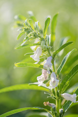 Sesame field and beautiful flowers in Xigang, Tainan, Taiwan, close up, macro