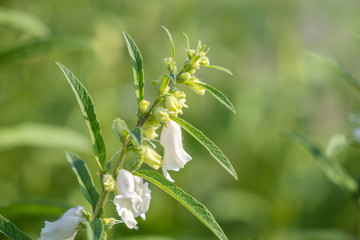 Sesame field and beautiful flowers in Xigang, Tainan, Taiwan, close up, macro