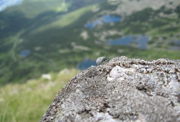 góry śnieg alpy niebo chmury szczyty  owad 
