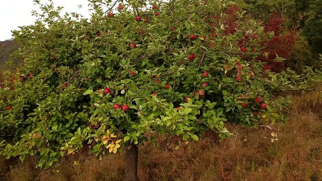 Ripe apple tree on a field in Germany in late summer