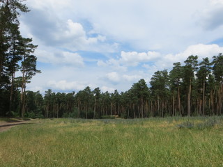 green glade in the forest